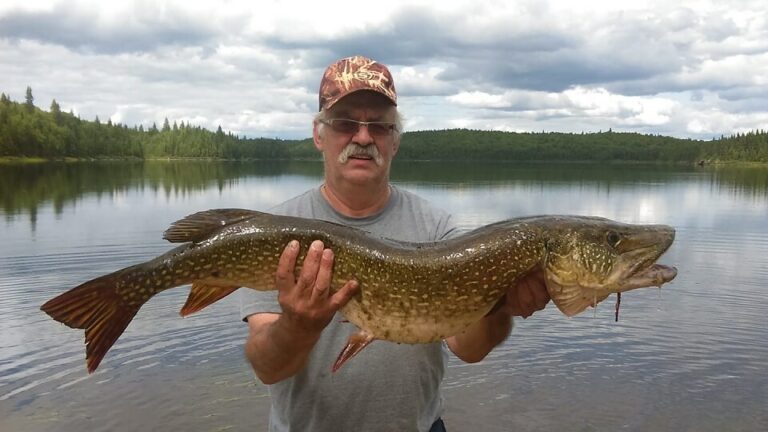 Forfaits de chasse au gros gibier à l'ours noir — Pourvoirie du Lac Marie – Pourvoirie du Lac Marie